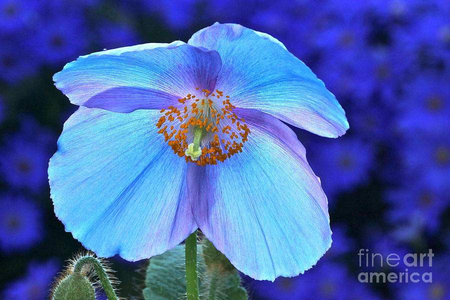 Aglow In Blue wide view Photograph by Byron Varvarigos | Fine Art America