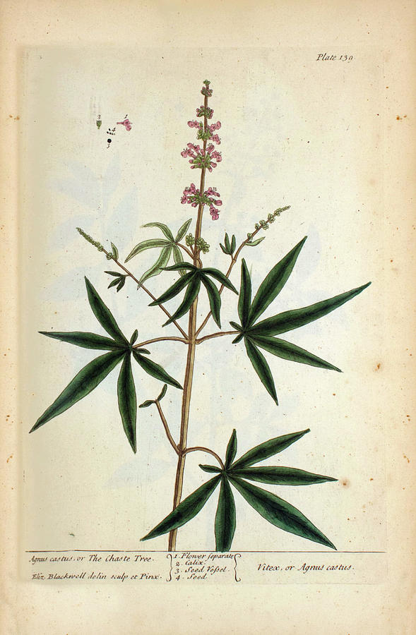Elizabeth Blackwell Photograph - Agnus Castus Plant by National Library Of Medicine