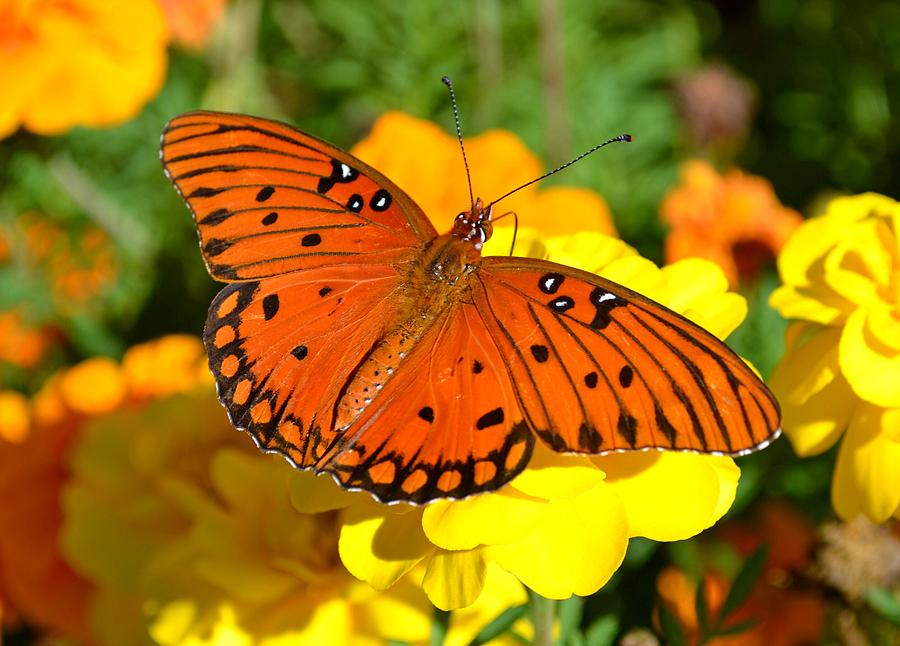 Agraulis Vanillae-Gulf Fritillary Butterfly on Marigolds Photograph by Jeff at JSJ Photography