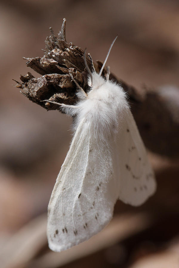 Agreeable Tiger Moth Photograph by Daniel Reed Agreeable Tiger Moth Photograph by Daniel Reed