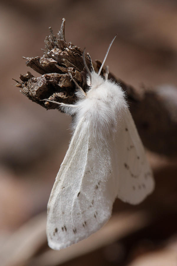 Tiger Photograph - Agreeable Tiger Moth by Daniel Reed