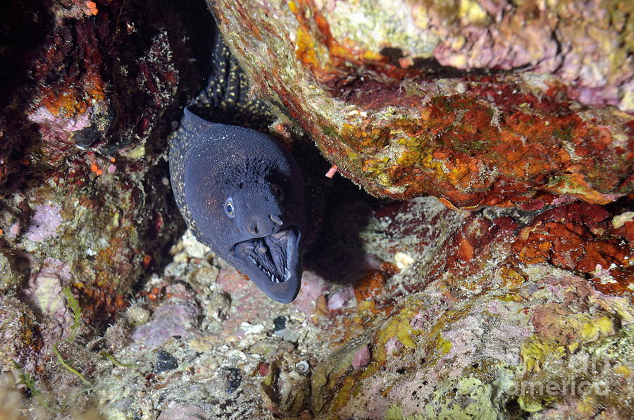 Animal Photograph - Agressive attitude of Moray-eel muraena helena in its hole by Sami Sarkis
