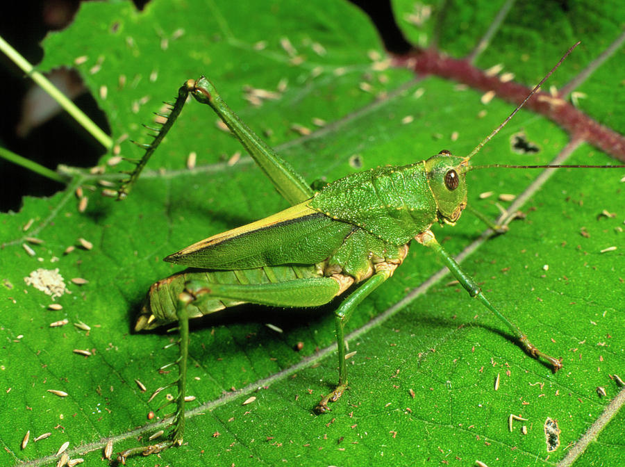 Grasshopper Photograph - Agriacis Scabra Grasshopper In Rainforest by Sinclair Stammers/science Photo Library