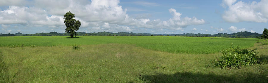 Agricultural Field Near Mrauk U Photograph by Panoramic Images