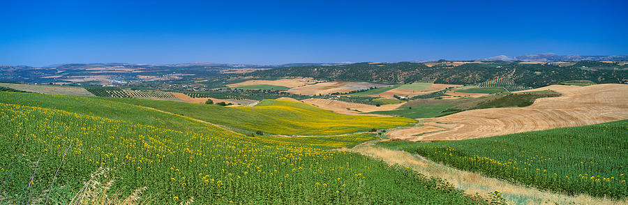 Nature Photograph - Agricultural Fields, Ronda, Malaga by Panoramic Images