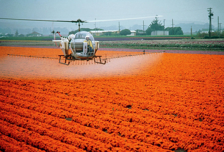 Agricultural Helicopter Spraying A Flower Crop Photograph by Peter Menzel/science Photo Library