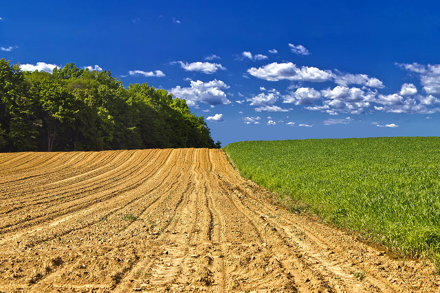Agricultural landscape - young corn field Photograph by Brch Photography