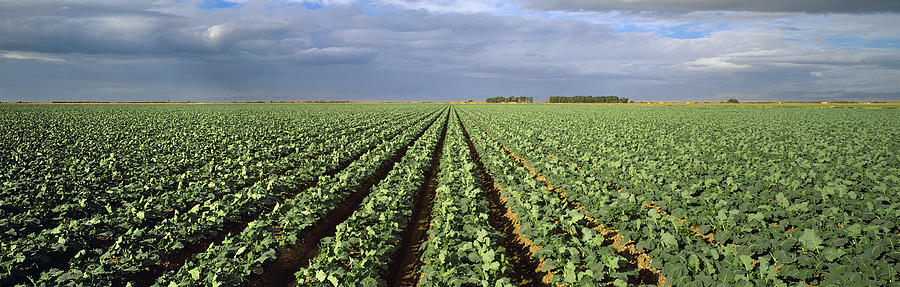 Vegetable Photograph - Agriculture - A Field Of Mid Growth by Timothy Hearsum
