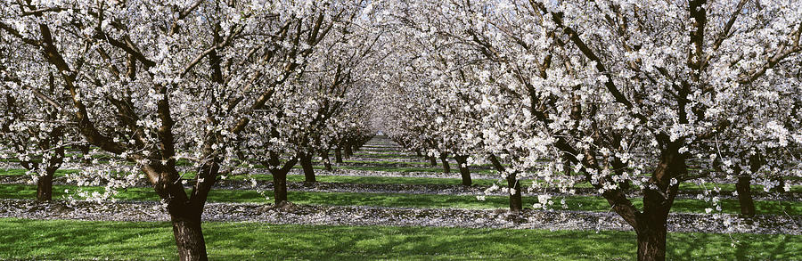 Agriculture - Almond Orchard, Looking Photograph by Randy Vaughn-Dotta