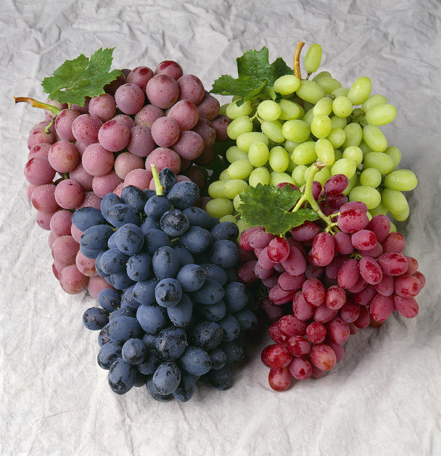 Grape Photograph - Agriculture - Arrangement Of Four by Ed Young