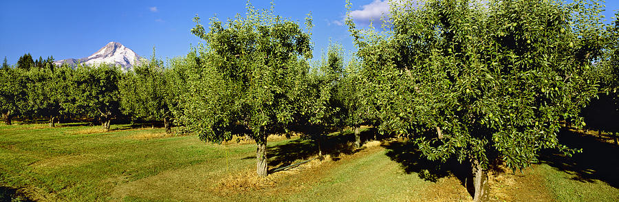 Agriculture - Bartlett Pear Orchard Photograph by Charles Blakeslee ...