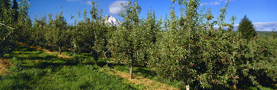 Agriculture - Bosc Pear Orchard Photograph By Charles Blakeslee 