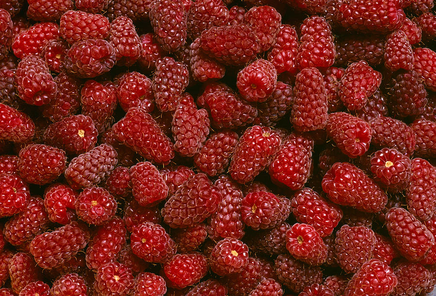 Fruit Photograph - Agriculture - Closeup Of Loganberries by Daniel Hurst