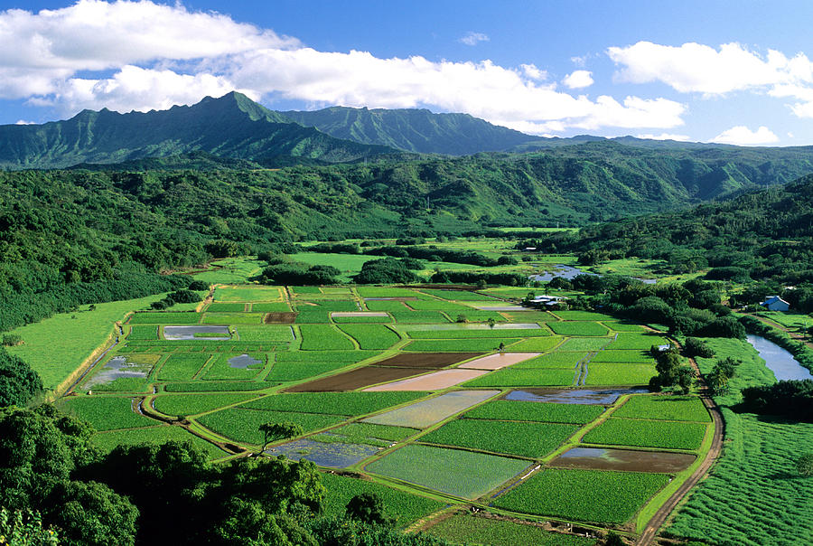 Agriculture In Hanalei Valley Kauai Photograph by David R. Frazier