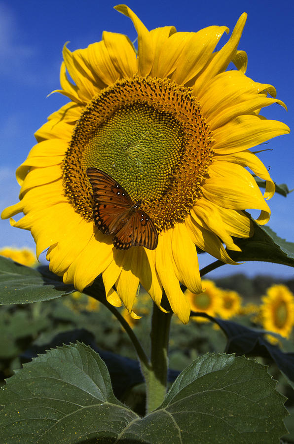 Agriculture - Insects, Sunflower Photograph by Larry Fleming - Pixels