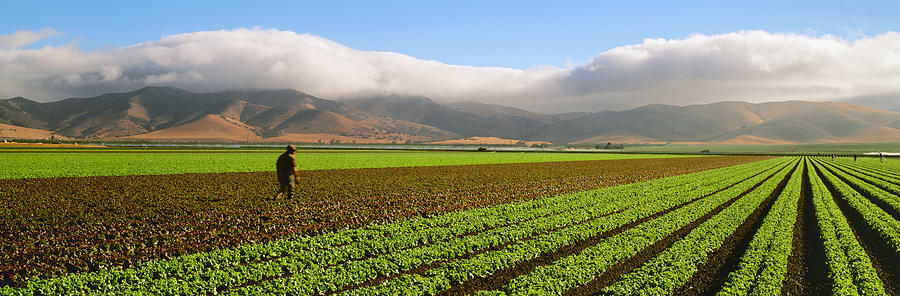 Agriculture - Mature Field Photograph By Timothy Hearsum - Fine Art America