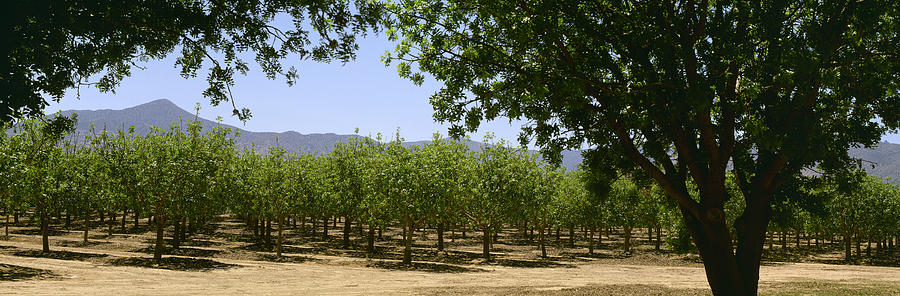 Agriculture - Pistachio Orchard Early Photograph