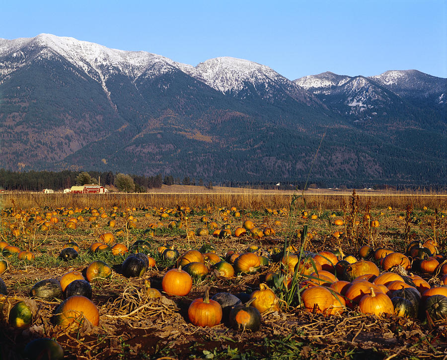 Agriculture - Pumpkin Patch In Autumn Photograph by Chuck Haney