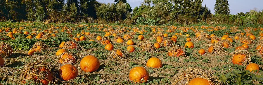 Agriculture - Ripe Pumpkins Photograph by Timothy Hearsum