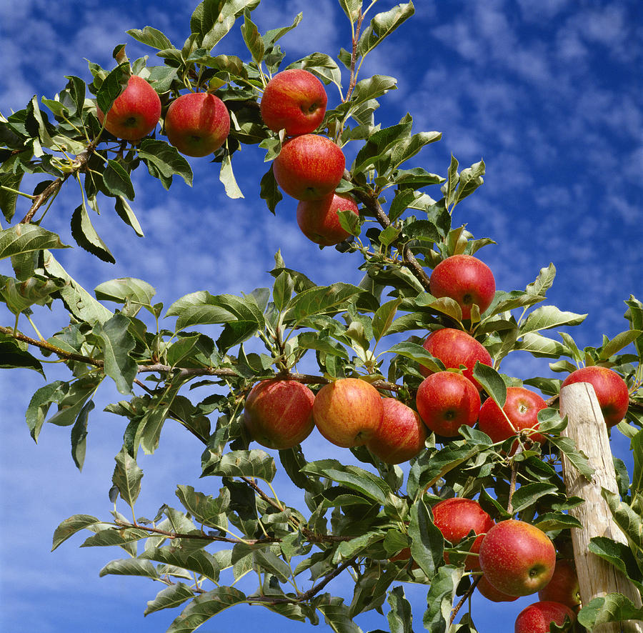 https://images.fineartamerica.com/images-medium-large-5/agriculture-royal-gala-apples-on-tree-ed-young.jpg