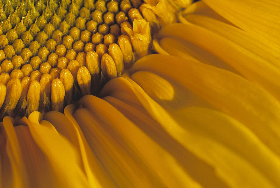 Sunflower Photograph - Agriculture - Sunflower Closeup by Bryan Peterson