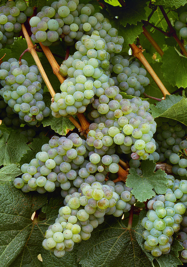 Grape Photograph - Agriculture - Wine Grapes, Riesling by Bryan Peterson