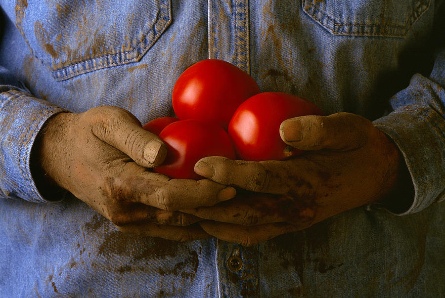 Fruit Photograph - Agriculture - Worker Holding Ripe by Bryan Peterson