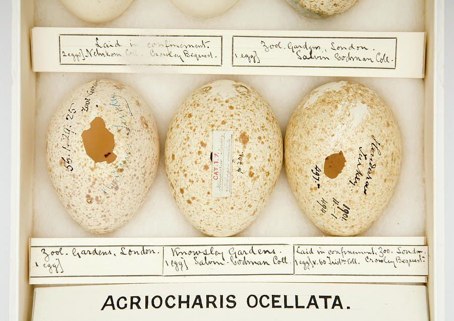 Agriocharis Ocellata Eggs Photograph by Natural History Museum, London ...