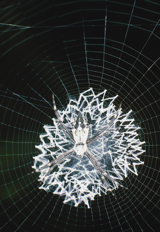 Wildlife Photograph - Agriope Spider In The Centre Of Its Web by Dr Morley Read/science Photo Library