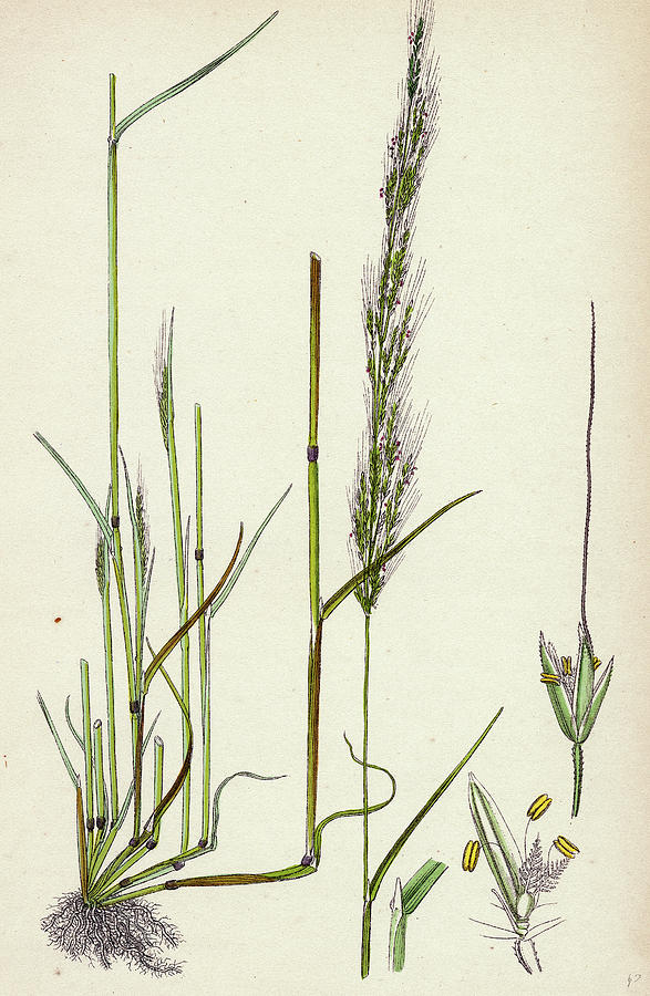 Nature Drawing - Agrostis Interrupta Dense-flowered Silky Bent-grass by English School