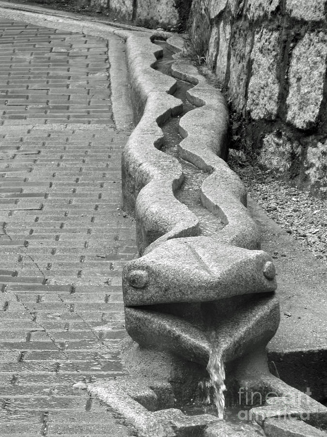 Aguas Calientes Snake Photograph by April Antonia | Fine Art America