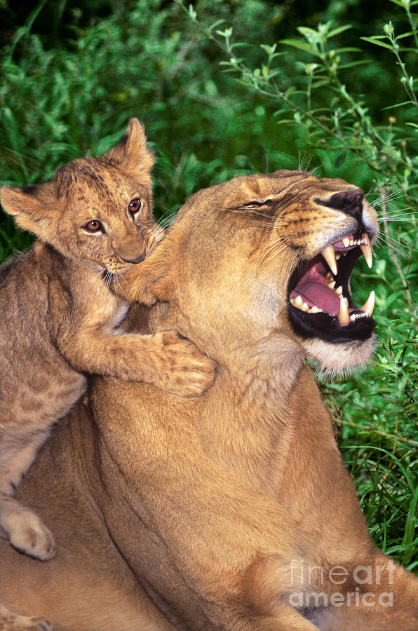 Ah Being a Mother is Wonderful African Lions Wildlife Rescue Photograph by Dave Welling