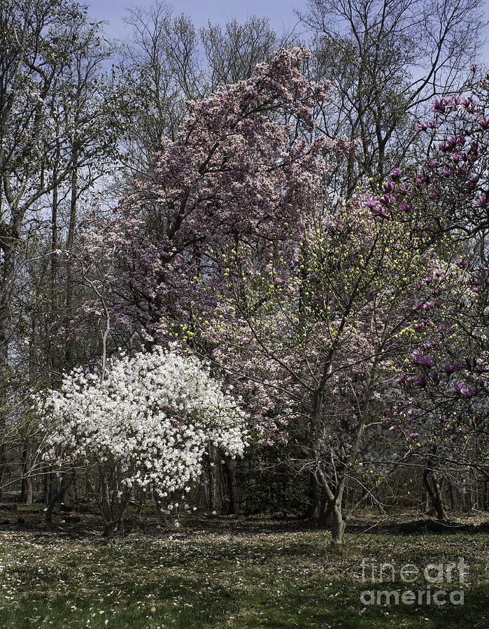 Ahh Spring Photograph by Arlene Carmel