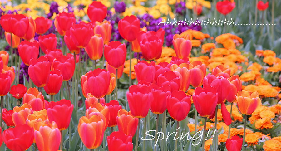 Spring Photograph - Ahhhhh  Spring by Rosanne Jordan
