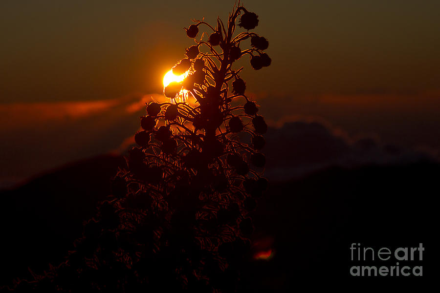 Nature Photograph - Ahinahina - Silversword - Argyroxiphium sandwicense - Sunrise on the Summit Haleakala Maui Hawaii  by Sharon Mau