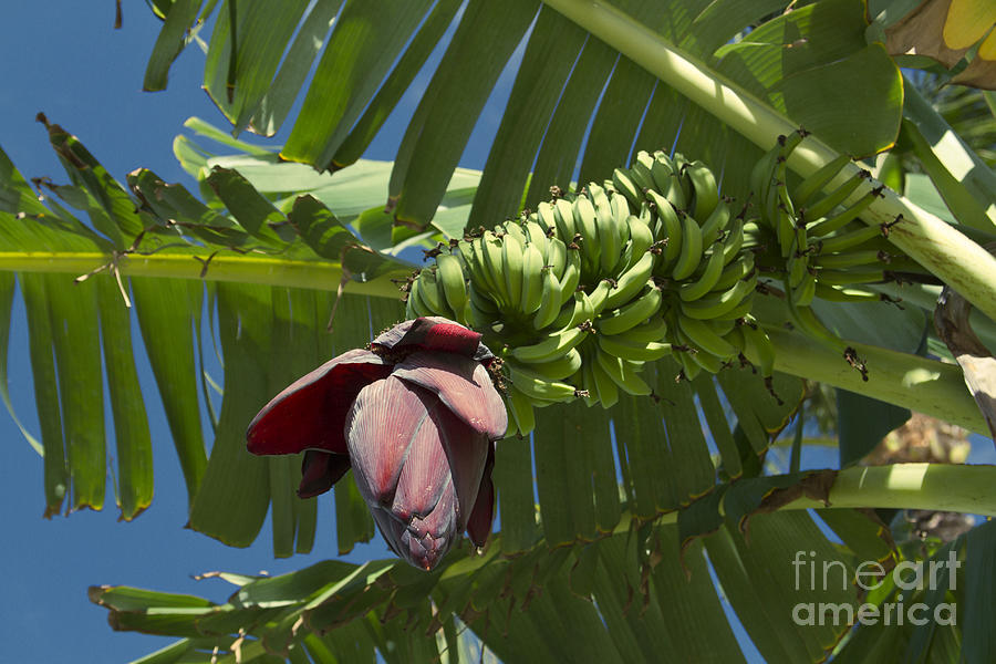 Ahui Maia O Wailea - Banana Flower Photograph by Sharon Mau