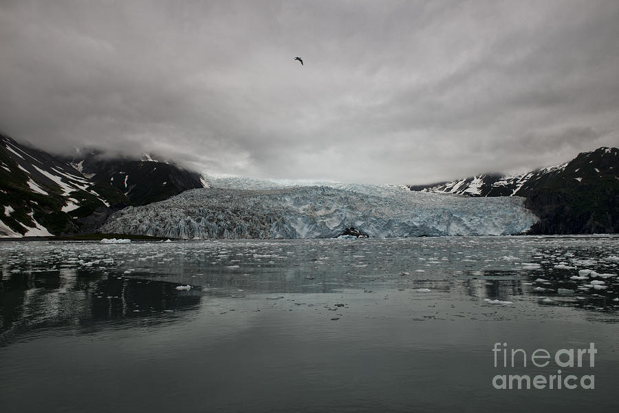 Aialik Glacier Alaska Photograph by David Arment