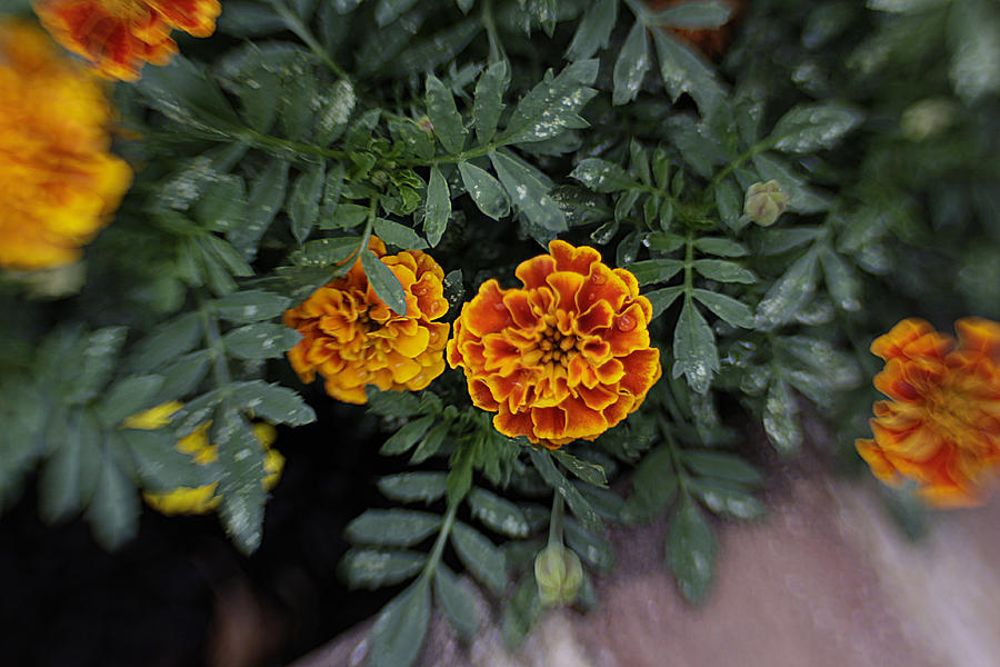 Aidans Marigolds Photograph by Jean Macaluso