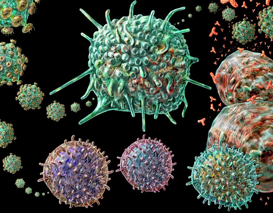 Aids Virus And Immune System Cells Photograph by Russell Kightley/science Photo Library