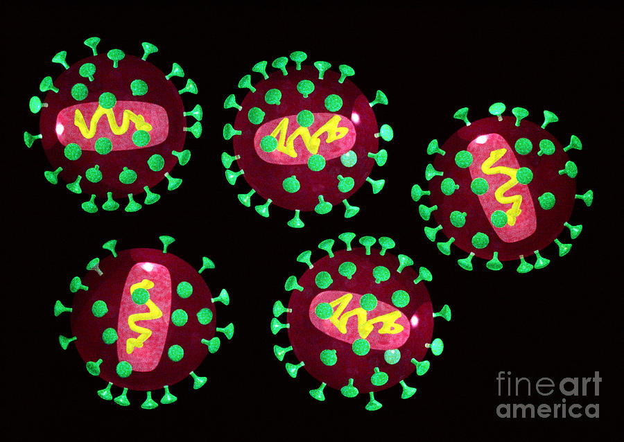 Aids Viruses Hiv, Computer Artwork Photograph by Scott Camazine