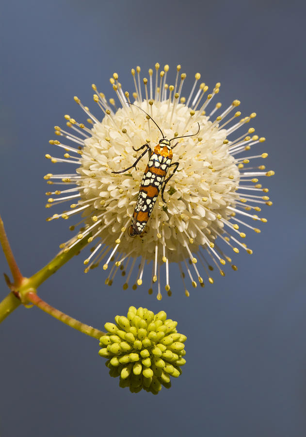 Ailanthus Webworm Moth on Buttonbush Photograph by Steven Schwartzman