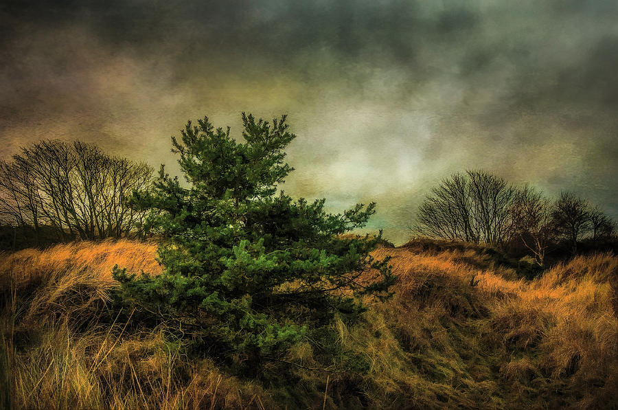 Ainsdale Dunes In Winter Photograph