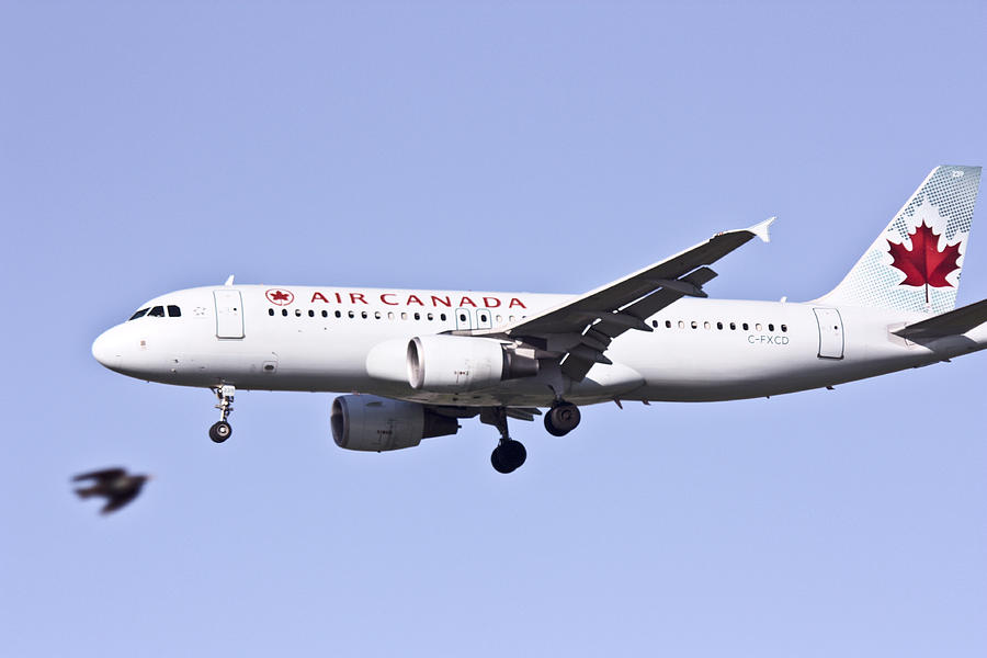 Air Canada Photograph by Nick Mares