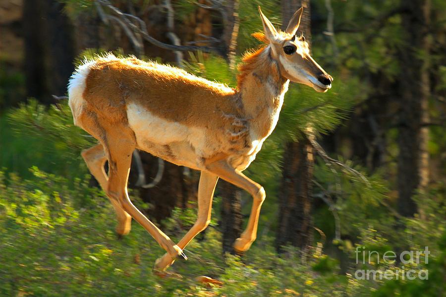 Airborn Pronghorn Photograph by Adam Jewell