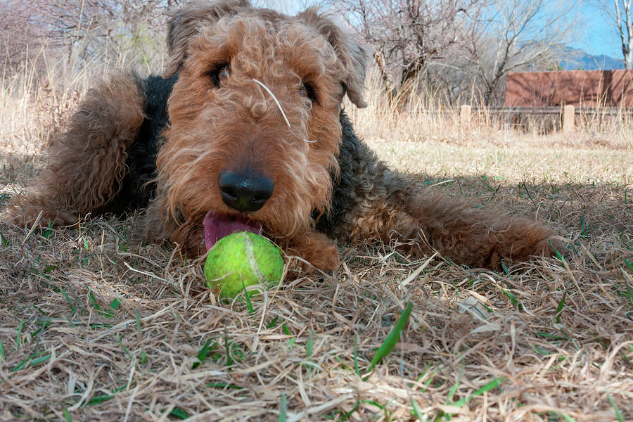 Airedale Playing Ball In Dried Grasses Photograph by Zandria Muench Beraldo