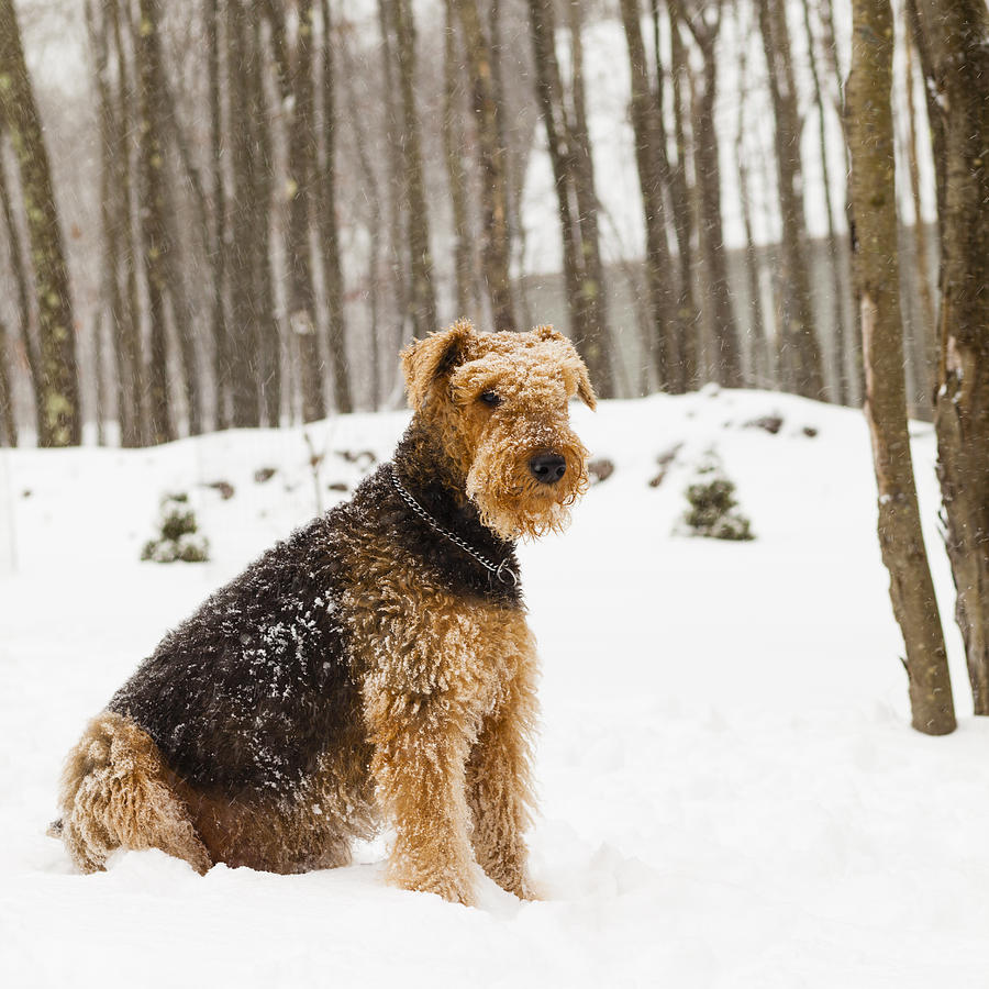 Airedale terrier dog sitting in snow Photograph by Alex Potemkin
