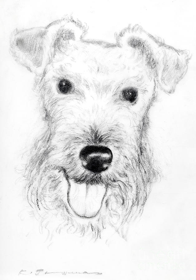 Airedale terrier Drawing by Kurt Tessmann | Fine Art America