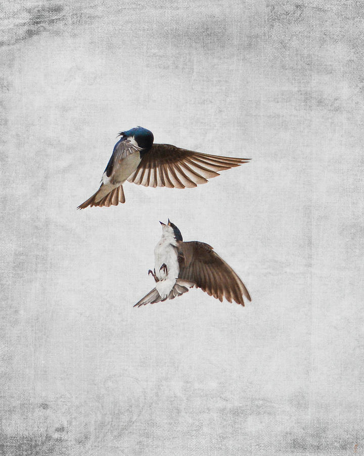 AirOBatics - Tree Swallows Photograph by Jai Johnson