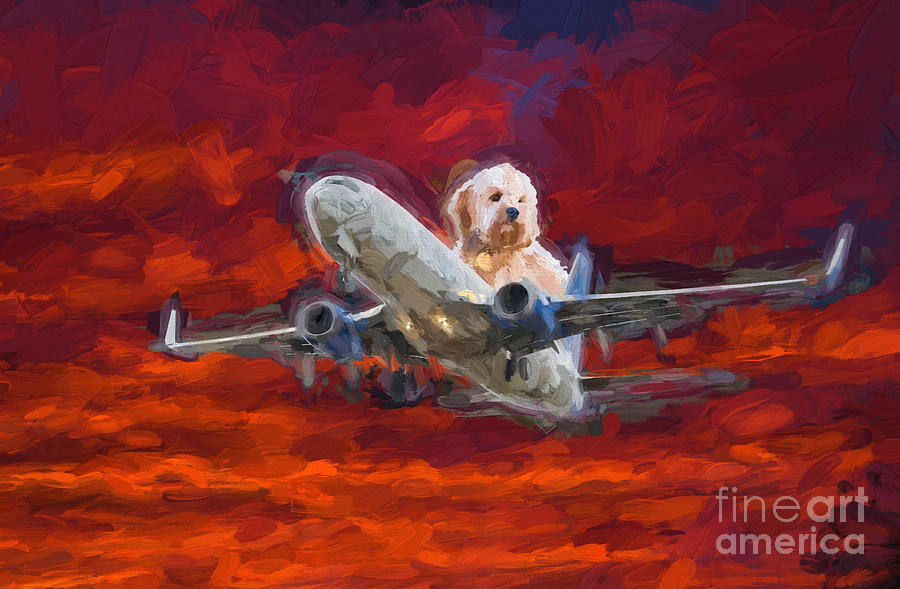 Fluffy Dog Piloting A Plane Photograph