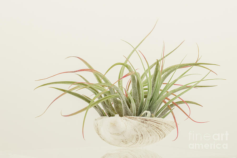 Nature Photograph - Airplant by Lucid Mood